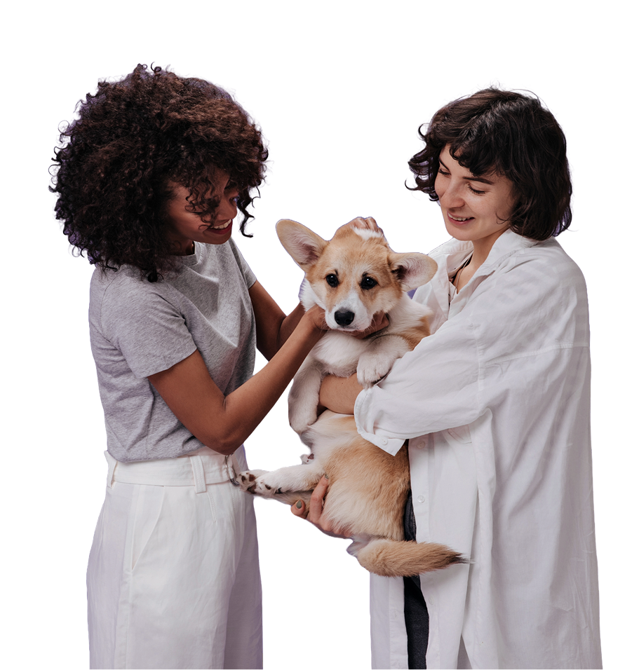Cachorro sendo atendido por veterinário com dona ao lado na cliníca Kwan