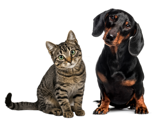 Gatinho e cachorro ao lado clinica Kwan